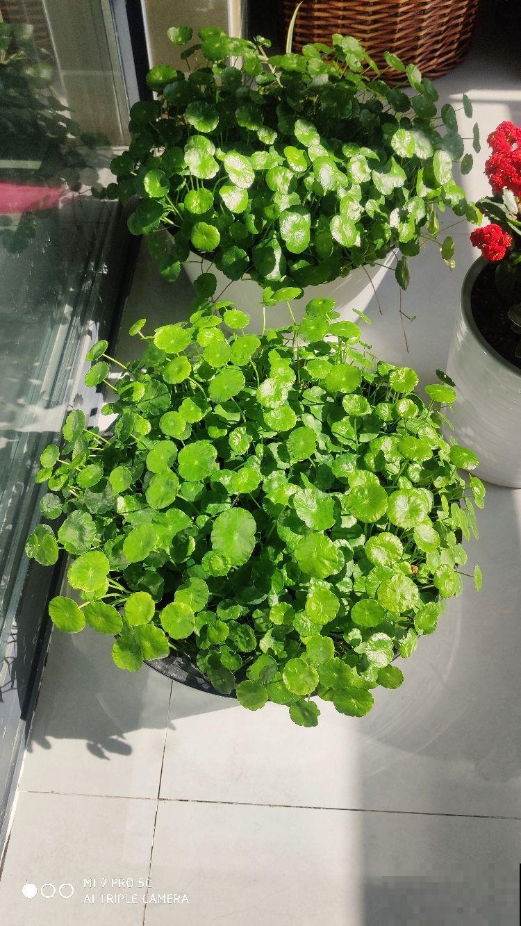 7种便宜花，10块钱家里就变花海，越养越上瘾