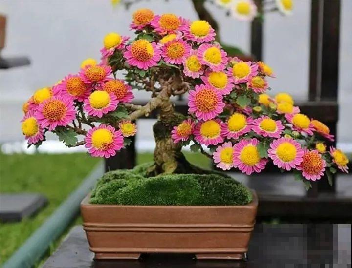 家里有这10种花，多修剪少浇水，能养成高价盆景！