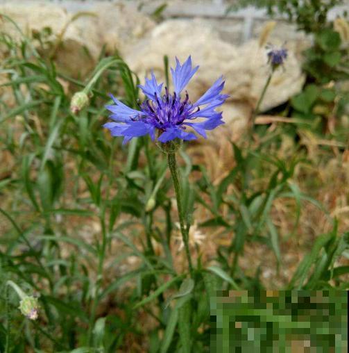 这8种“路边花”，春天最早开放，你能认出来几种？