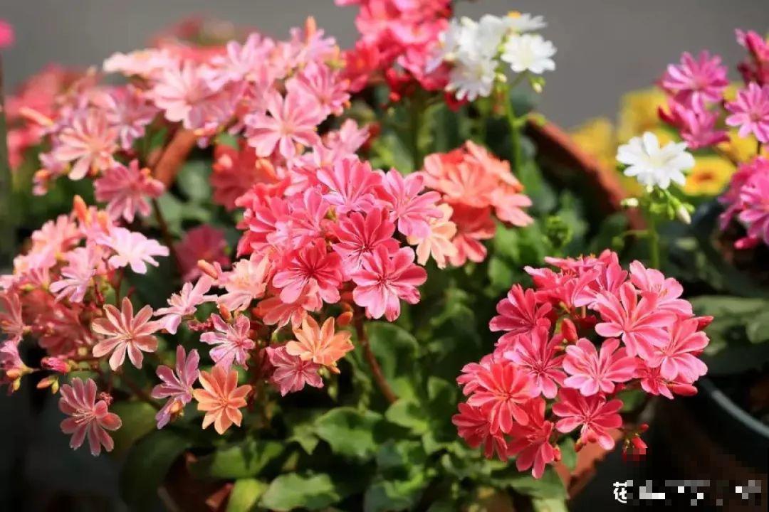 10种过年养的花，花市找不到，谁见了都稀罕！