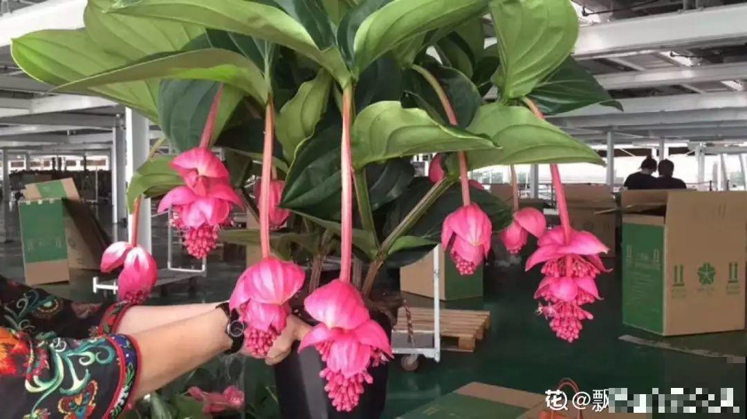 10种过年养的花，花市找不到，谁见了都稀罕！