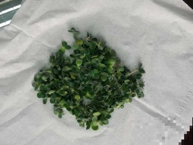 养这花才省心，掉片叶子下来，砖缝里也能长！