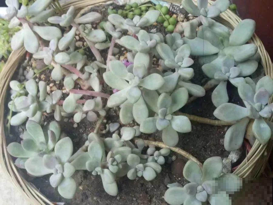 1块5毛钱的多肉，3年后养成了这样，对比太明显！