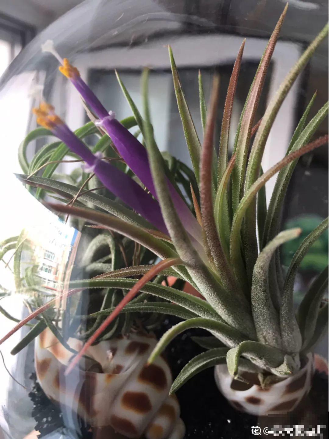 这花真好养，只吃空气就能活，最适合懒人养了！