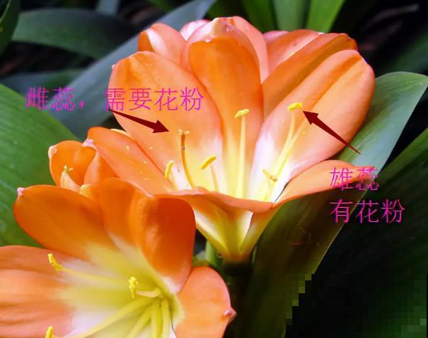 君子兰开完花，结出一串红果果，摘下来埋土里就发芽！