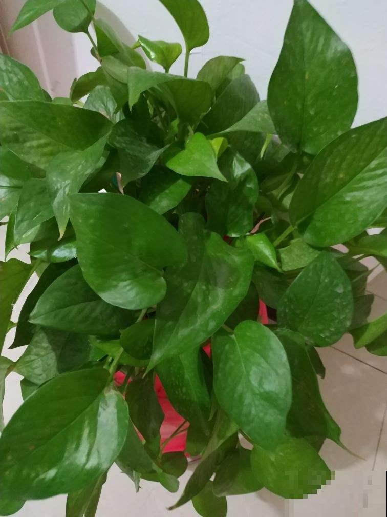 4种花，现在赶紧施肥，否则一年都不开花