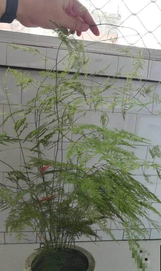 金枝玉叶不能长太高，越矮越值钱，一长高就砍！