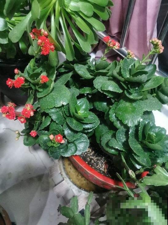 立春后给花浇水，不能忘了这“2步”，小心叶子哗哗掉！