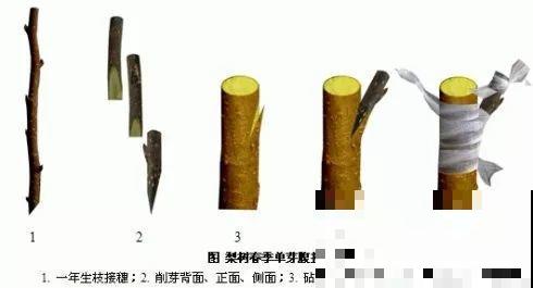 2月养花真忙，宅家里也不能闲，动动手就有收获！