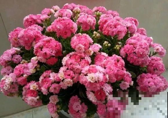 1棵长寿花，冒出124个花箭，开花开成大锅盖，咋养的？
