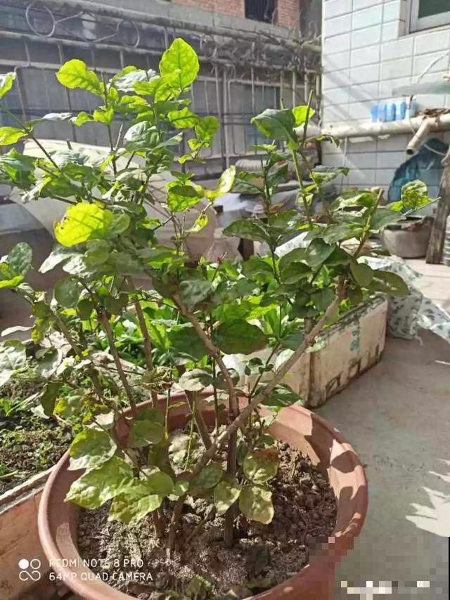 养花就得下狠手，剃光头、撸光叶，越剪越开花