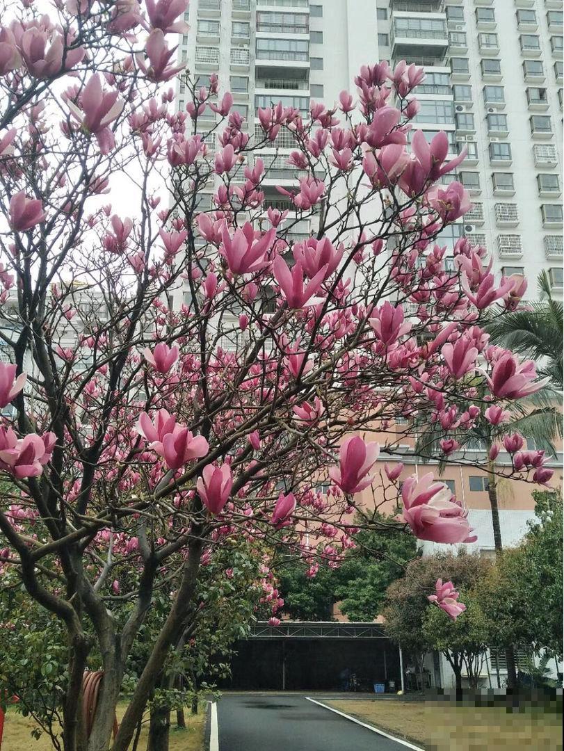 这花真扛冻，天气越冷越爱开花，零下10℃照样满树花苞