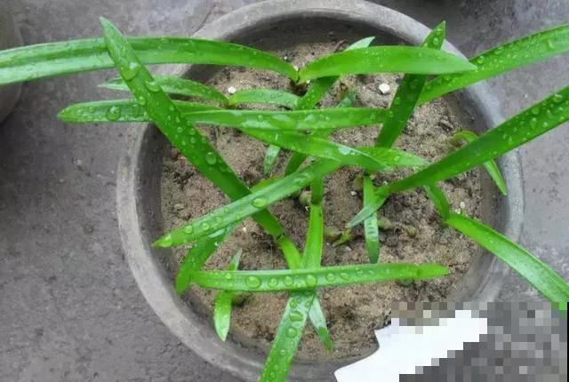 谁说这植物烂了就没救的？只要一个小刀片，烂成啥样也能活！
