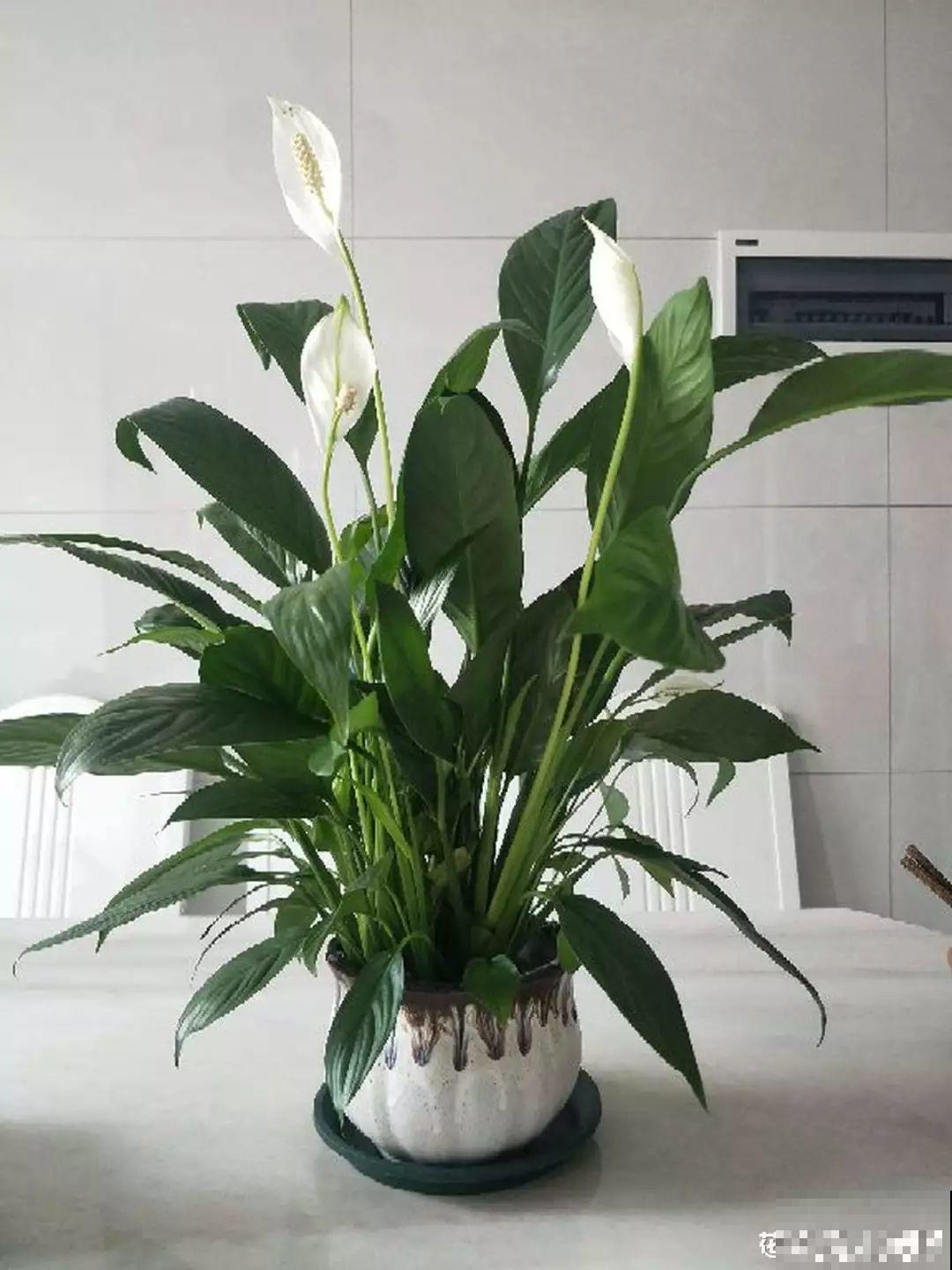 18种过年花，随便挑着养，“鼠”你新年最有钱！