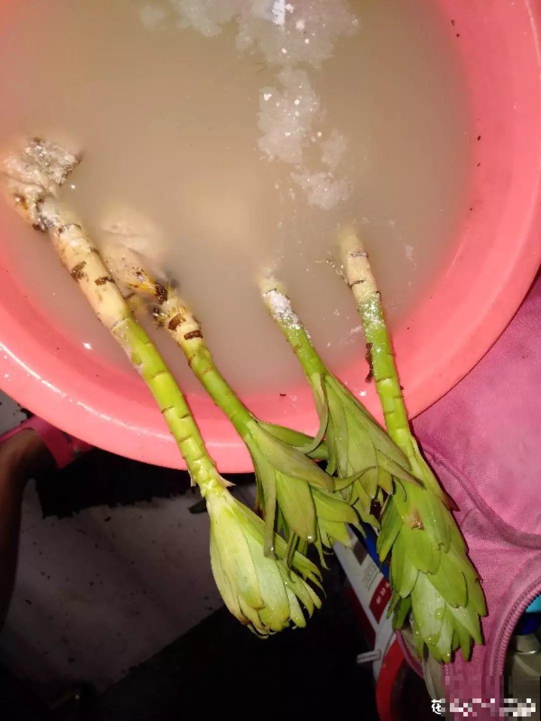 小心点，给花浇上84消毒液，直接活不过3天！