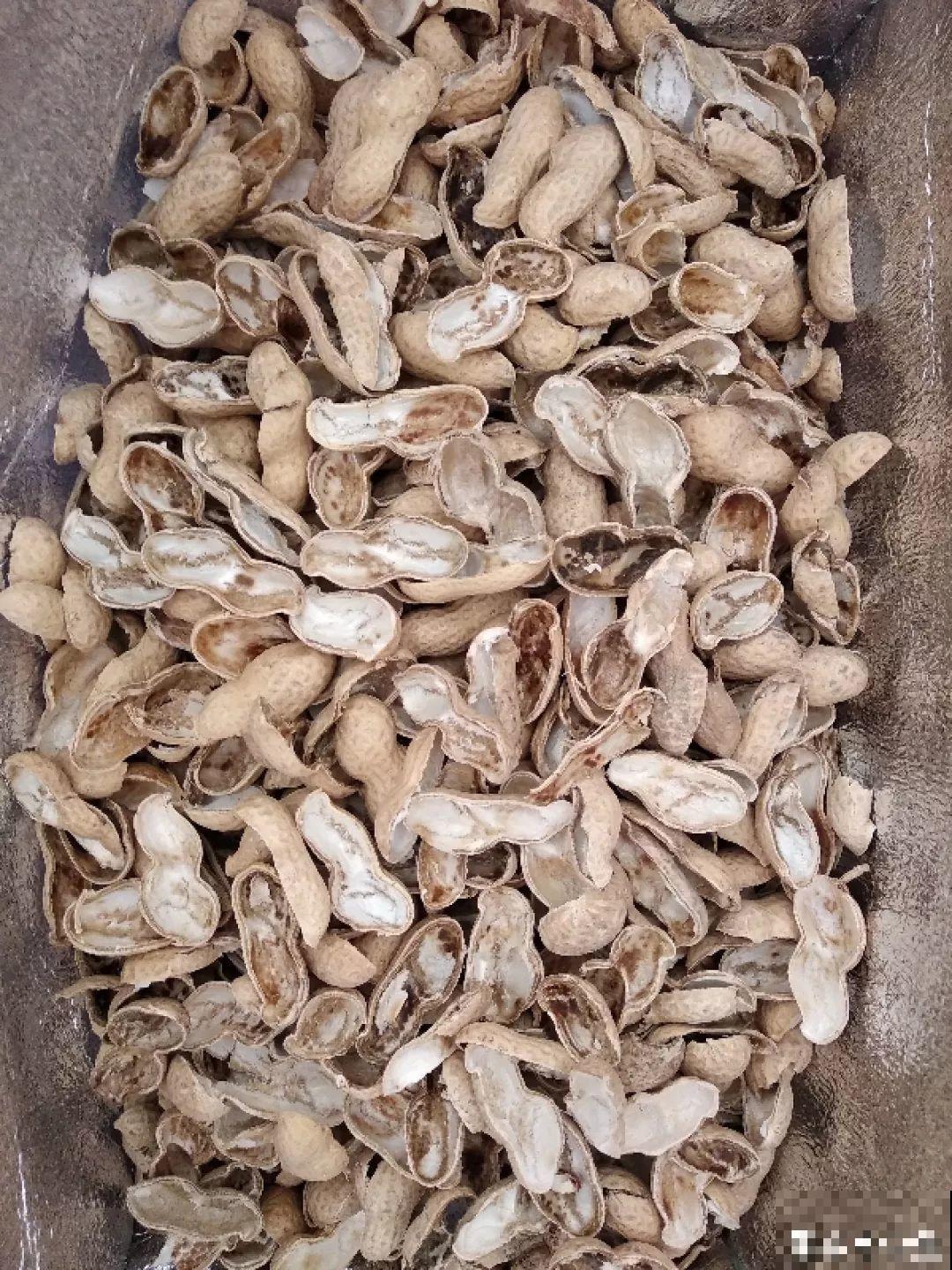1把果壳丢盆里，比任何肥料都好使，养10年不烂根！