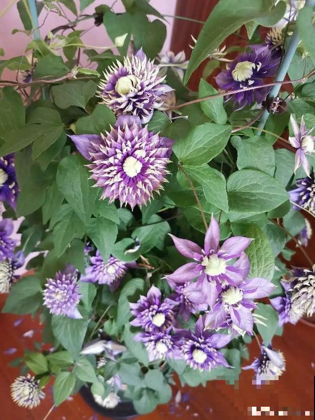 3月开始，8种花随便养，开花多长得快，新手也能养爆盆！