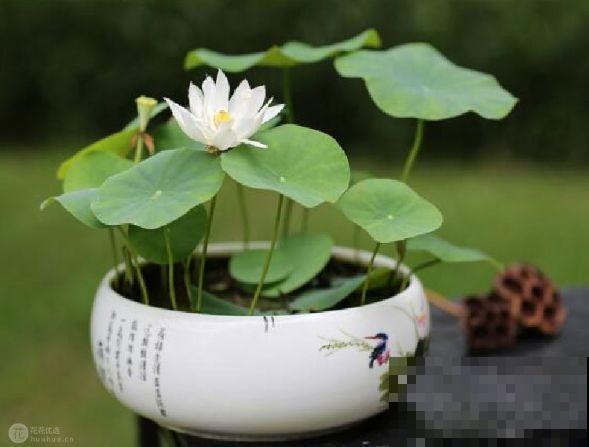 碗莲1个茶杯就能养，天热疯狂开花，香气飘满全家！