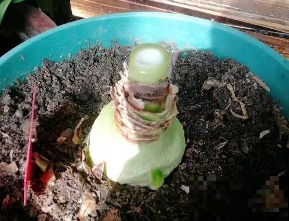 春天养花，别乱修剪，小心一年不开花