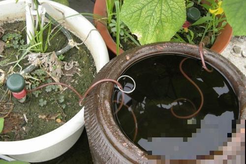你家花动不动就成枯草，就是浇水不到位，自制浇水神器就能解决！