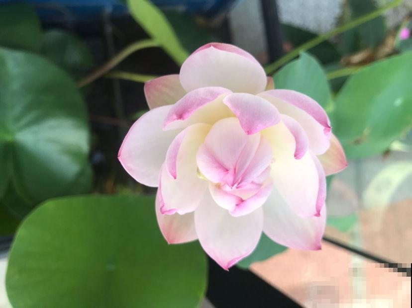 家里光不好，就别养这“4种花”，难开花还浪费钱