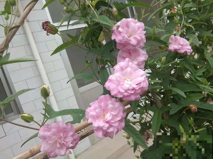养这花才省心，掉片叶子下来，砖缝里也能长！