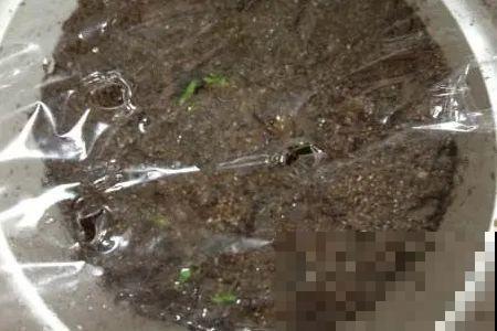 10种花，3月播种长最快，晚了还要等半年！