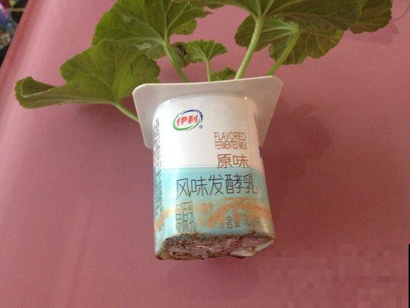 家里的塑料瓶别扔，春天扦插枝条，一天繁殖30盆！