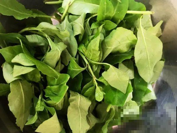 家里没菜了，我把这花炒了吃，老妈气得要打人！