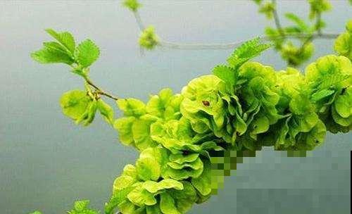 小时候爱吃的“3种花”，每一种都是美味，你吃过哪种？