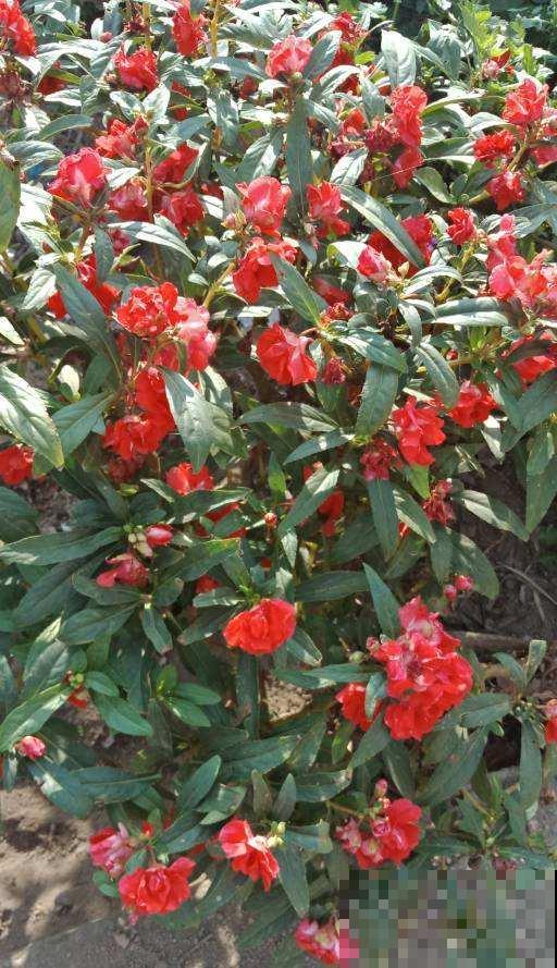 这2种花长在院子里的花，都是小时候的记忆，现在花盆里也能养