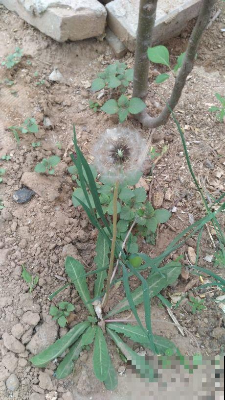 这花能泡茶，揪个叶子泡水里，清热又去火