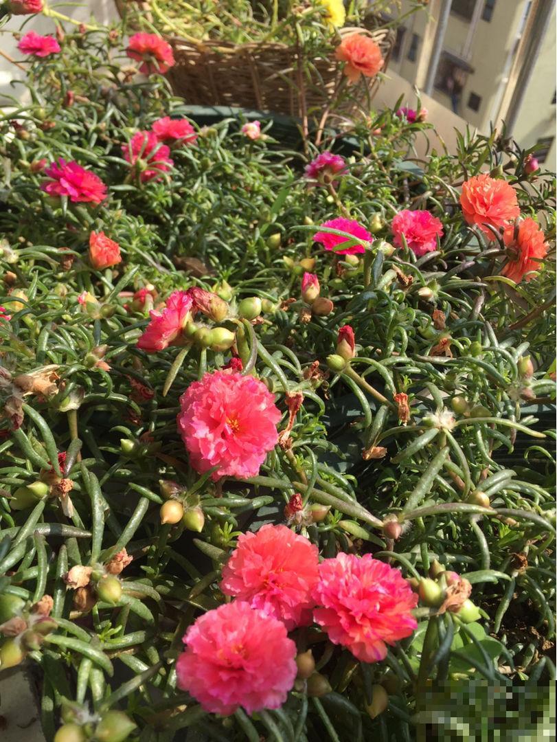 家里光不好，就别养这“4种花”，难开花还浪费钱