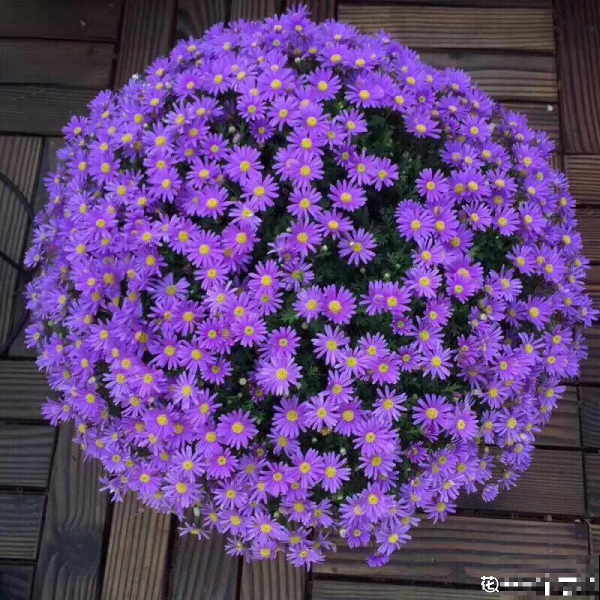 太贵的花别买，这6种小草花，随便剪剪就开爆！