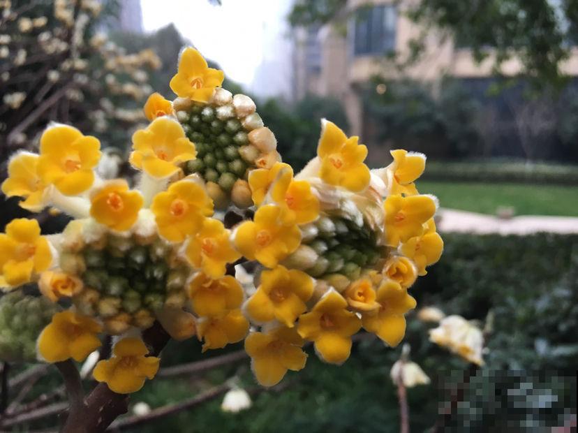 这种“新奇花”，开花满屋飘香，还寓意“喜结连理”