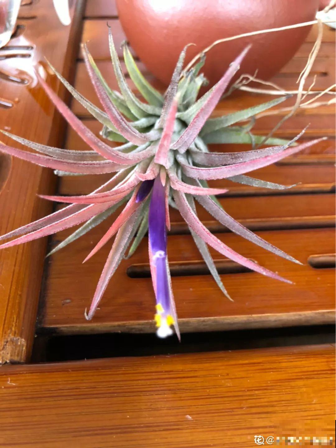 这花真好养，只吃空气就能活，最适合懒人养了！