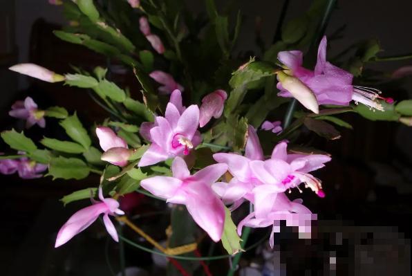 家里这花太神奇，开花后会变颜色，跟颜料染过似的！