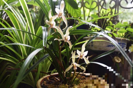 山上的兰花别乱挖，破坏环境和珍稀物种，小心违法了要坐牢！