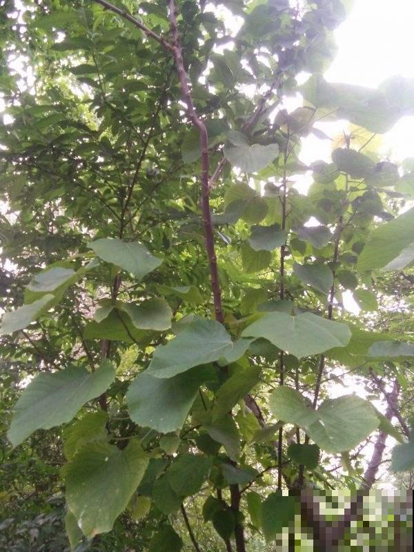 上山砍段野枝条，回家插土里浇点水，长出火红嫩芽好喜庆！
