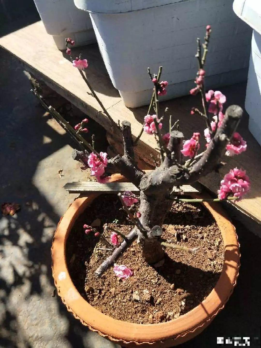 最贵气的梅花，多少人想养，都怕养不好！