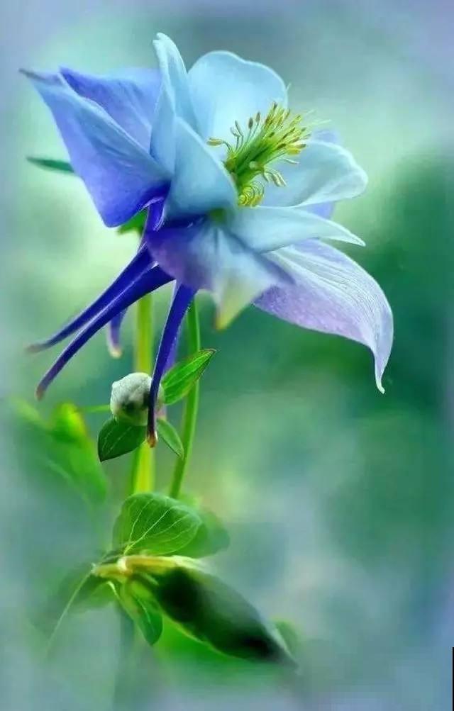 这花名字忒难听，开花却美炸，邻居全都抢着养