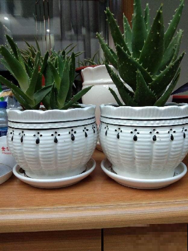 养花浇水7分功，不能大意，否则植物喝不饱水