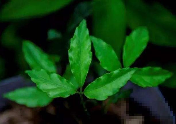 屋后发现一大丛野草，原来叫这名，还能在家种！