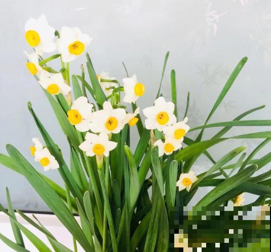 古人爱养这10种花，气质好得出尘，能养好的都不是一般人！