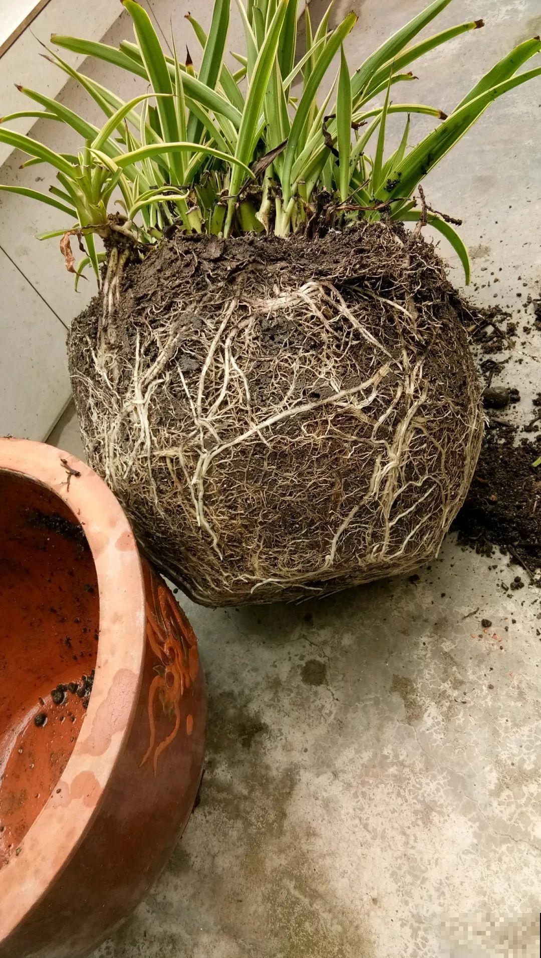 这花太能生，根系长满一轮胎，必须要换盆！