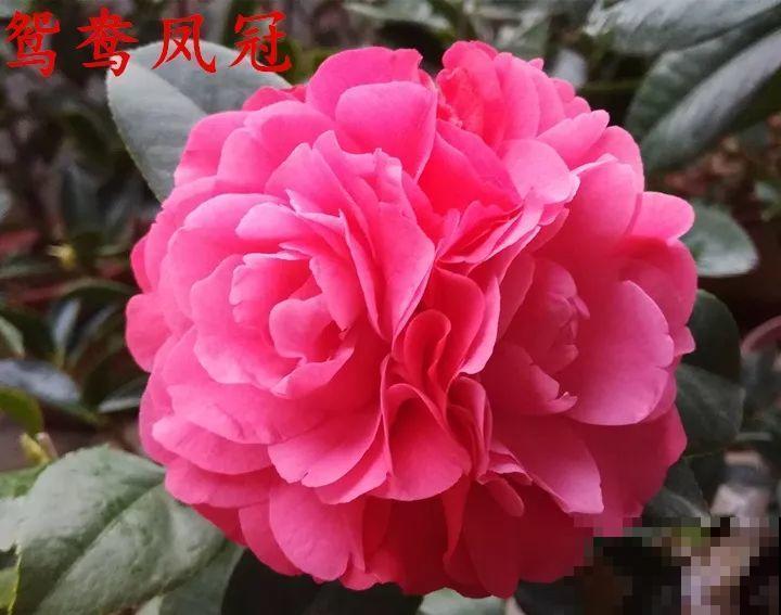 冬天必养的花，竟然有30个品种，最稀罕的是这个颜色！