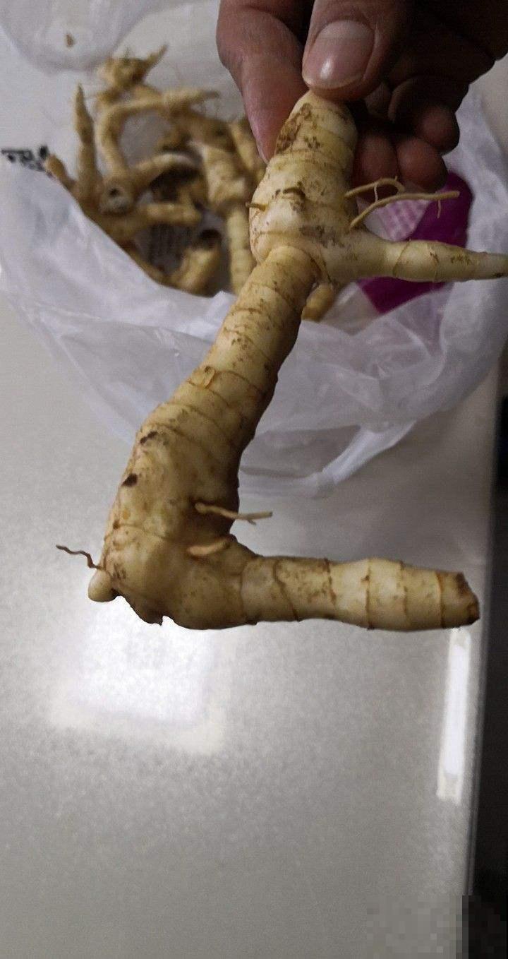 黄精作用大，市面卖那么贵，不如野外挖几棵回家自己种！