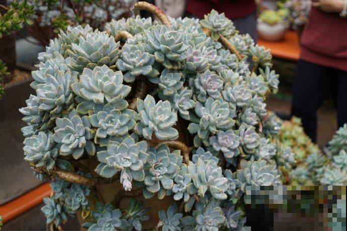 出家人多肉，遇到虫害怎么办？