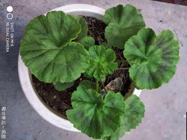 这花开完别剪，留个种最金贵，撒下能活一大片！