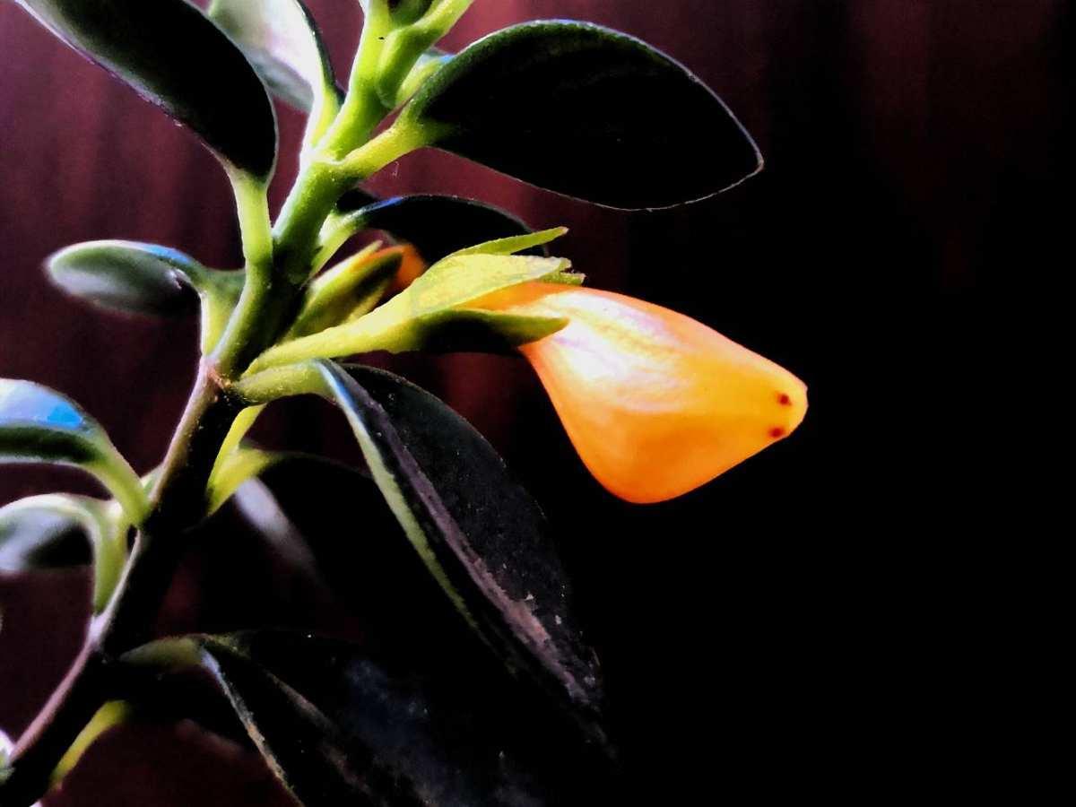 这3种花都是“厚脸皮”，棉布擦一擦，叶子亮得直反光